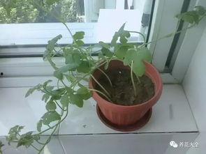 吃瓜娱乐圈花盆,揭秘明星们的“秘密花园”